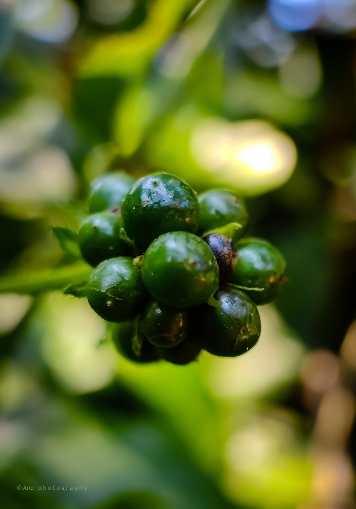 greeny