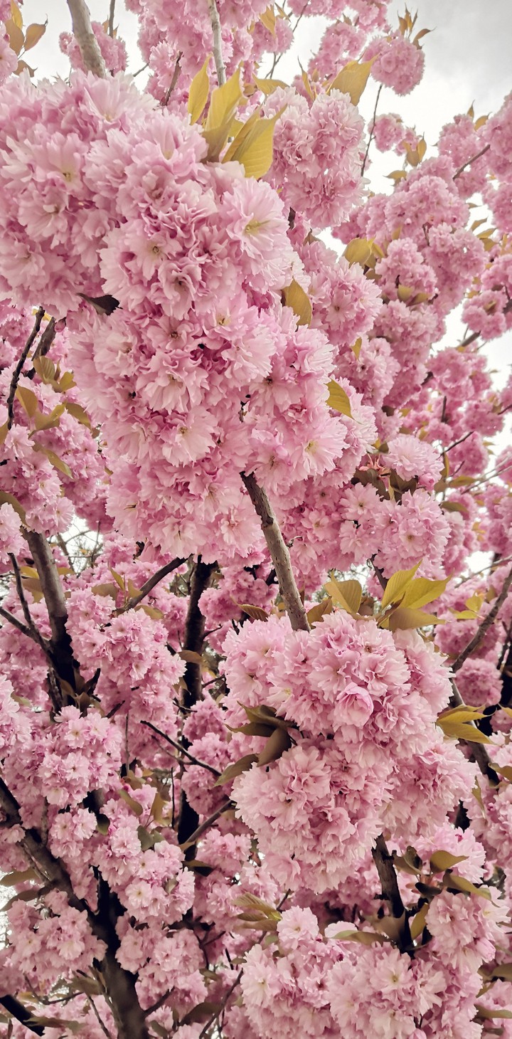 Amazing_blossom_pink