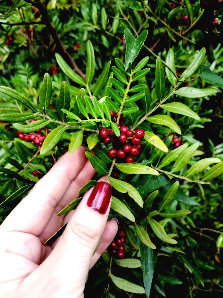 Red berries