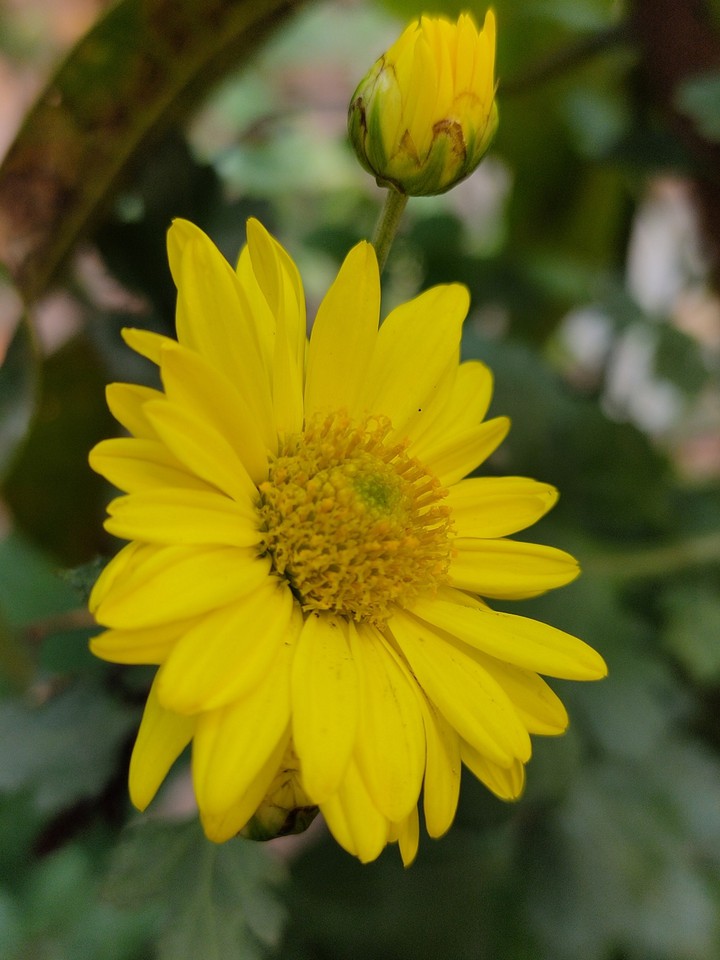 chrysanthemum