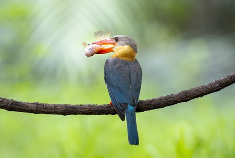 hình nền coraciiformes, Yellow