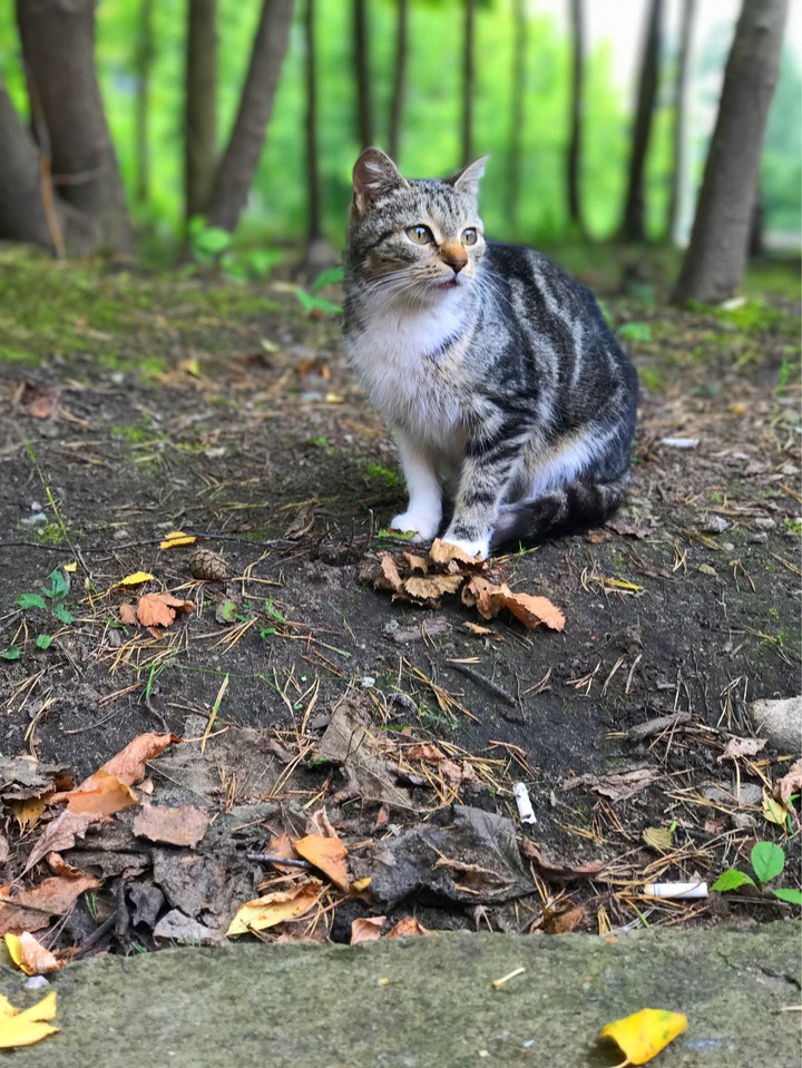 кот