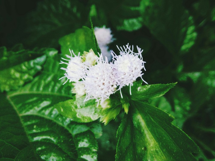 flower