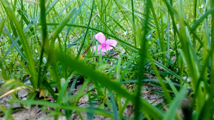 Grass