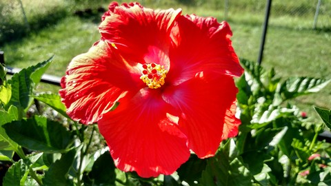 Red Hibiscus