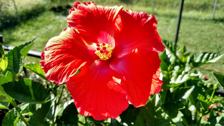 Red Hibiscus