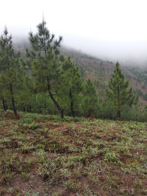 Wilderness, tree वॉलपेपर