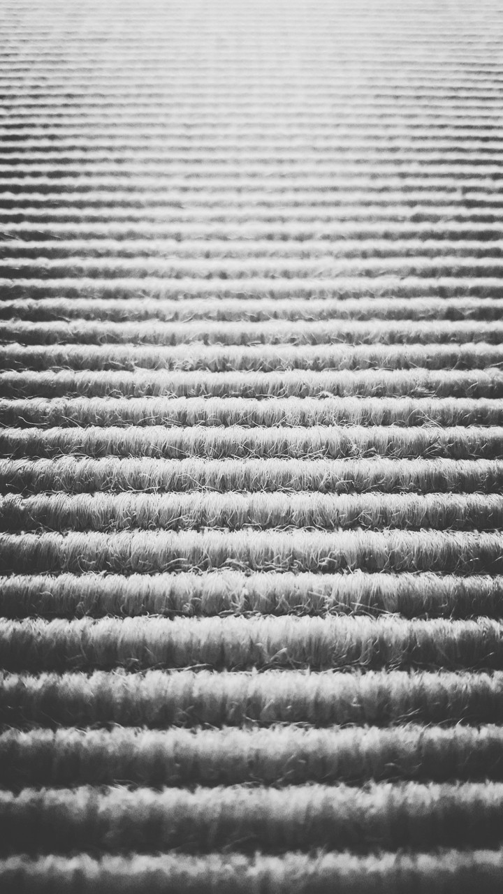 sisal