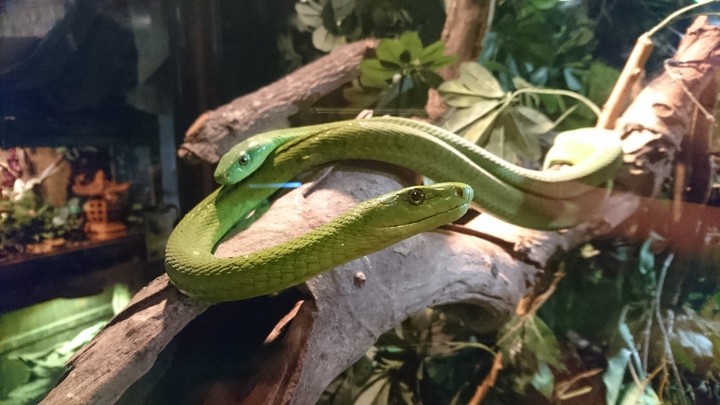Breeding pair of green mambas