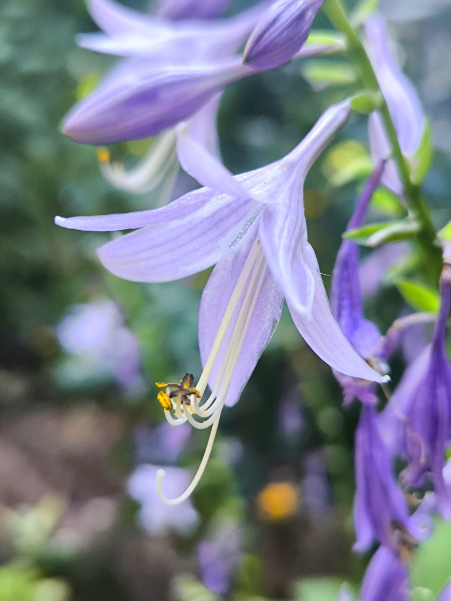 сад, Pollen Hintergrundbilder