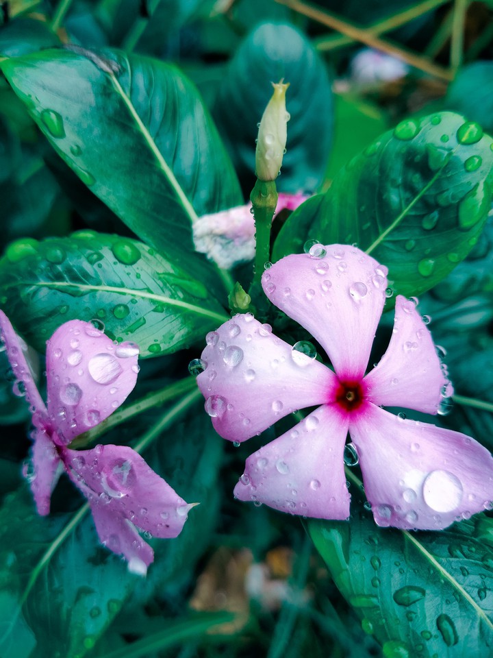 Pinkkk Flowers