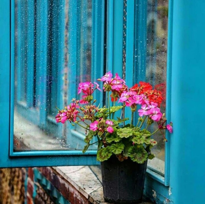 Geranium