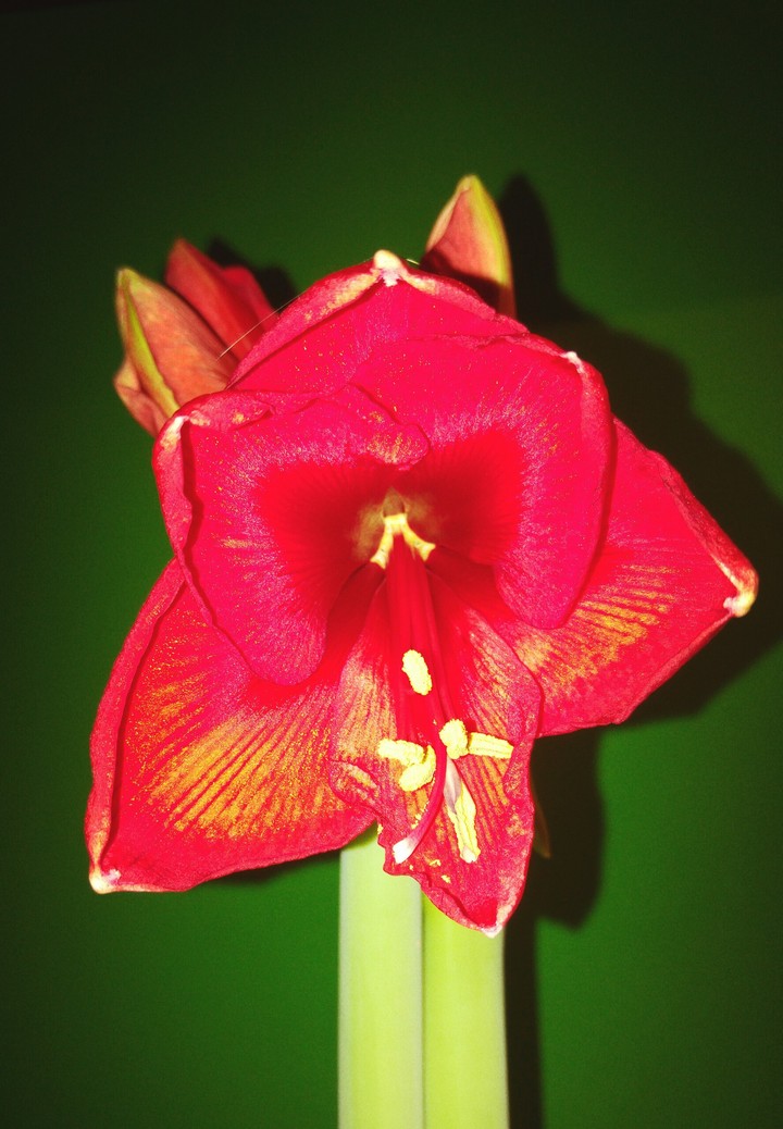 Blume