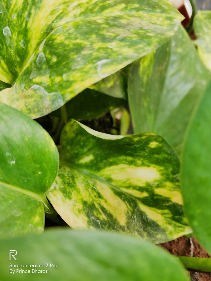 Devil's ivy
