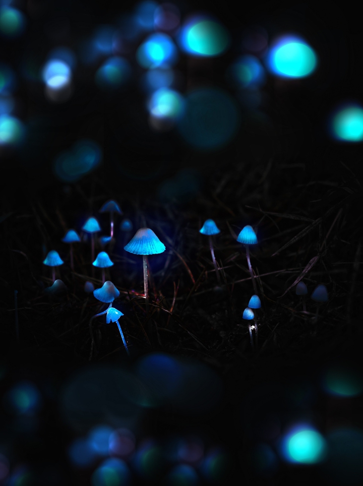 ♧○°☆•°✿•°✿•°✿•°☆○°♧