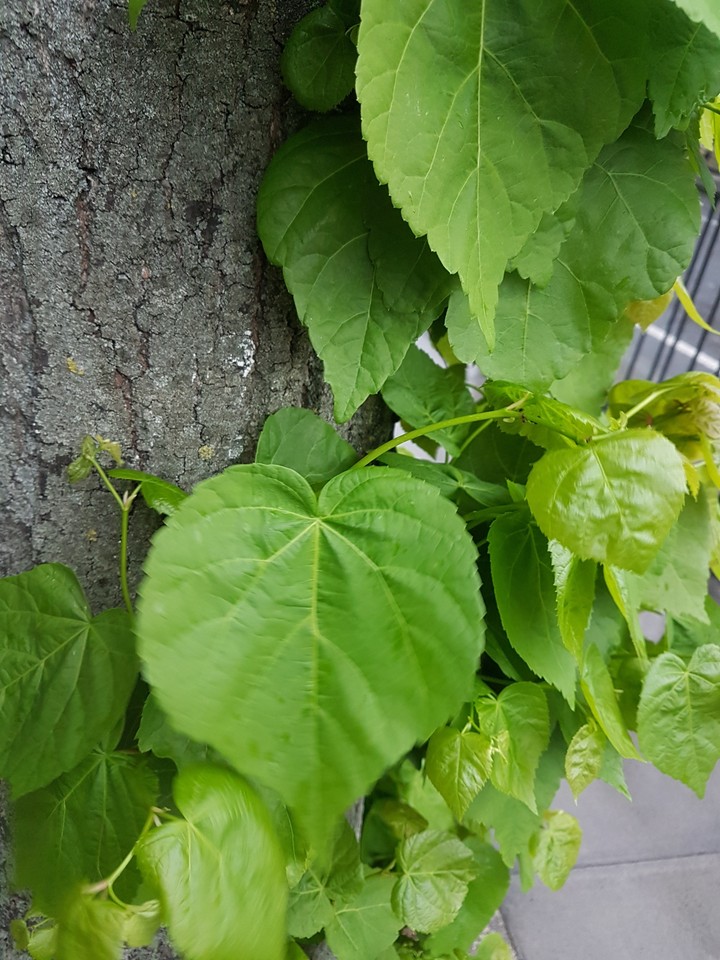 Green Leaf