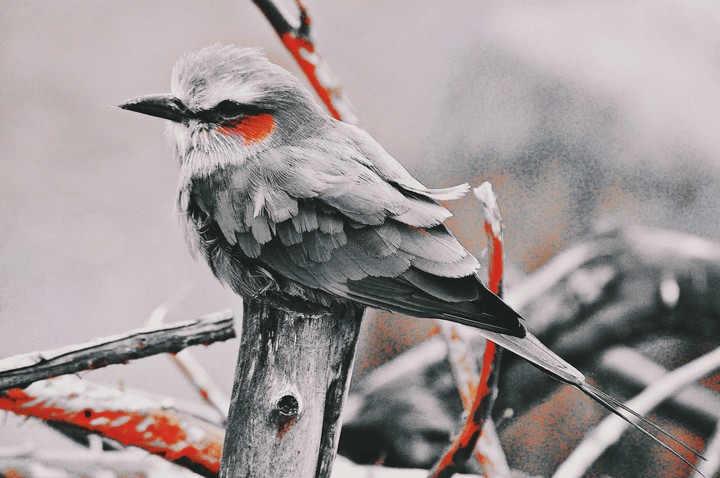 beautiful bird