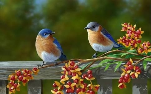 birds