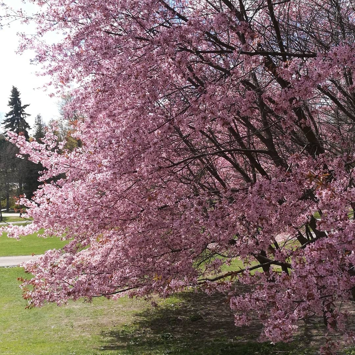 Spring