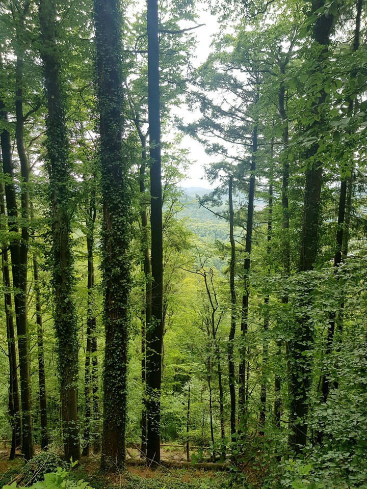 forest
