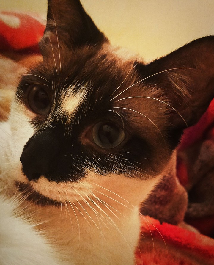 what happened My brother Cats