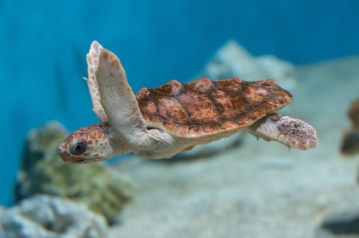 turtle