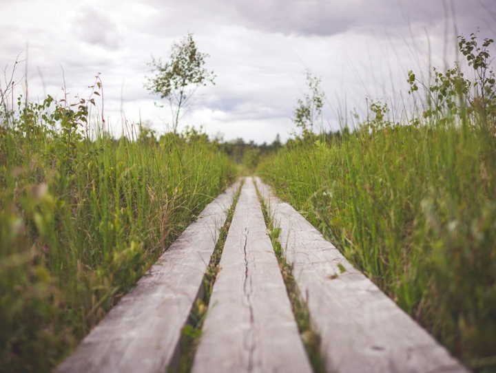 Grasses Way