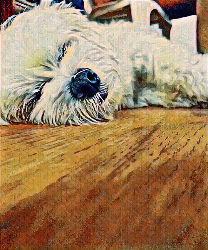 sleep sweet dog