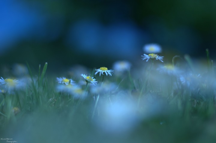 the ending of these last White flowers.