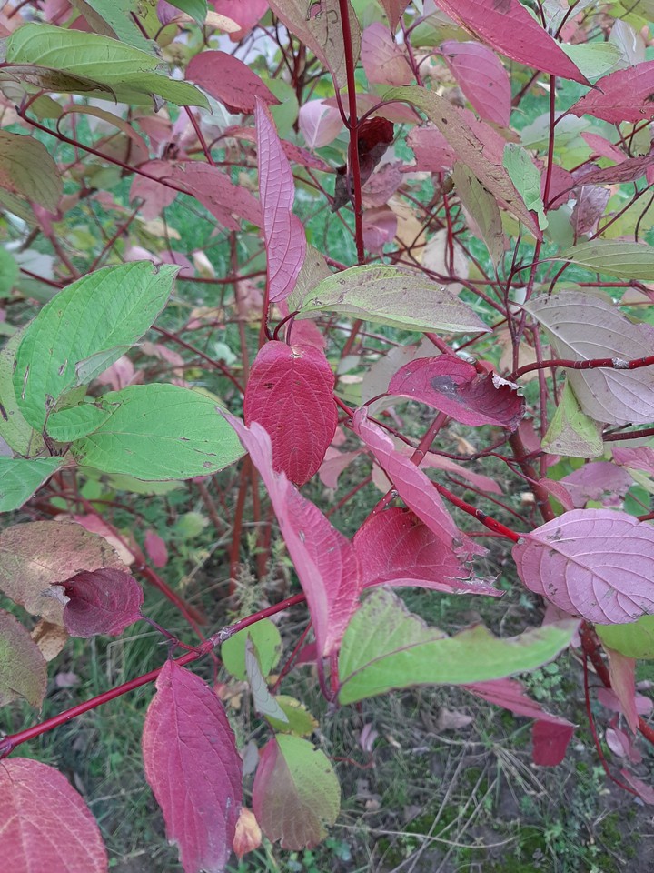 Colors of autumn
