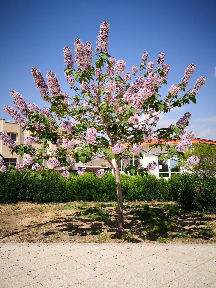tree