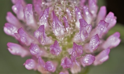 шпалери wildflower, purple