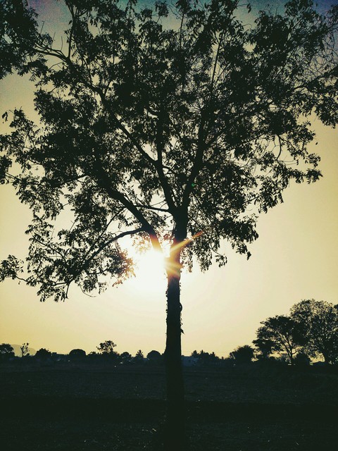 SUN SET TREE