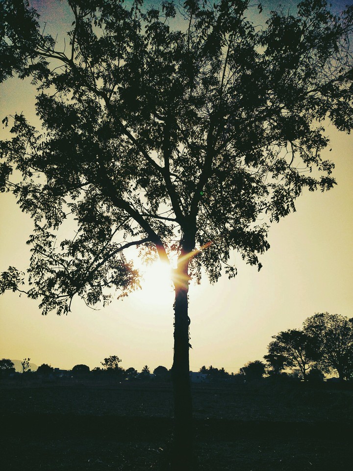 SUN SET TREE