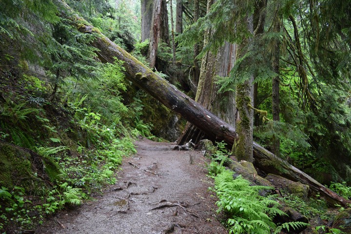 Fallen Tree