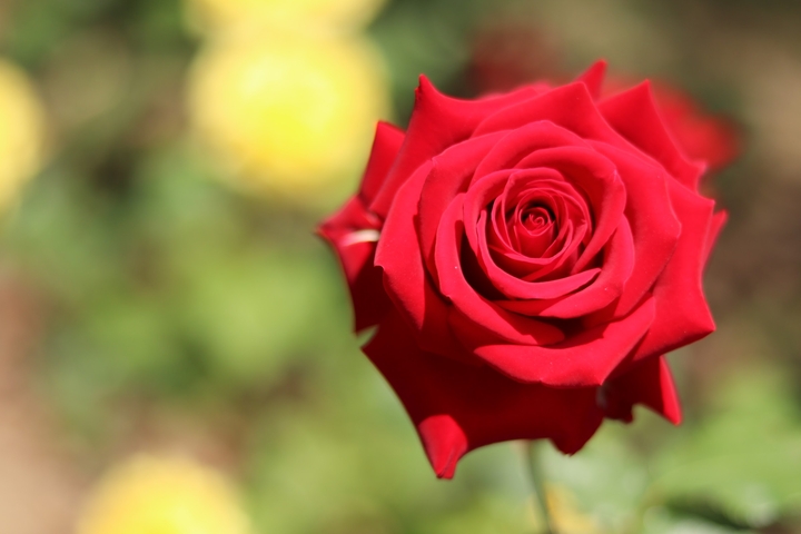 A Red Rose