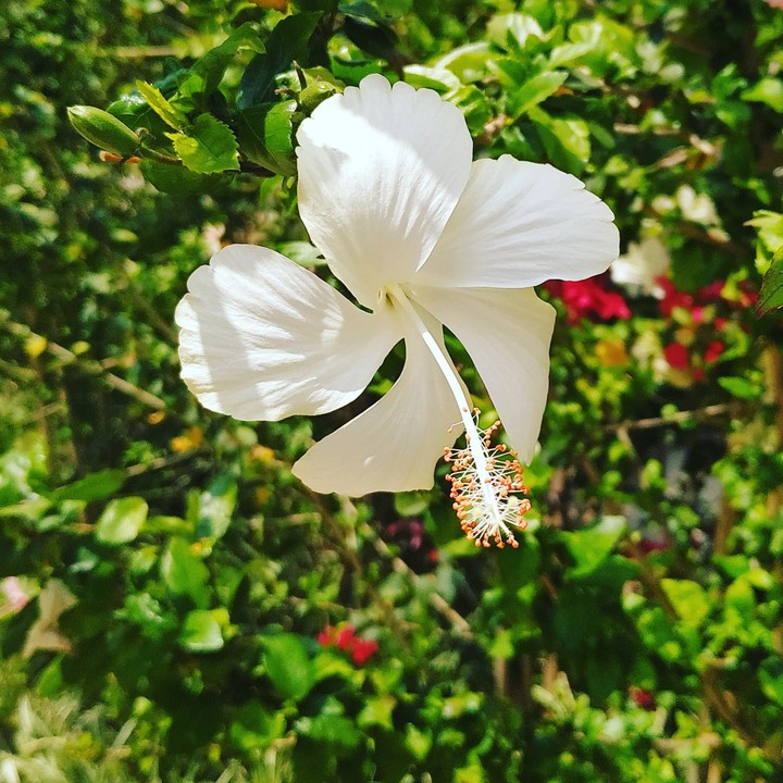 flowers