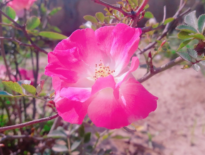 rose