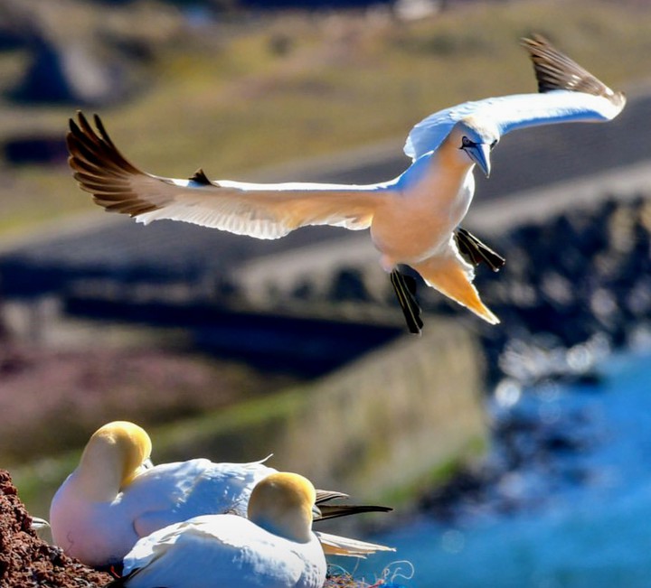 wildlife