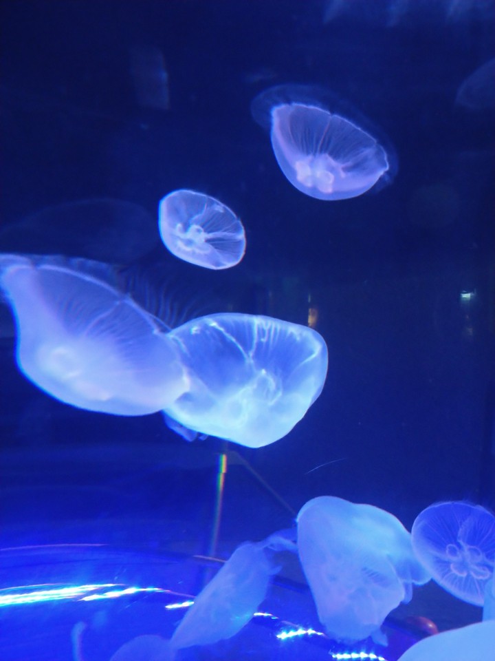 jellyfish