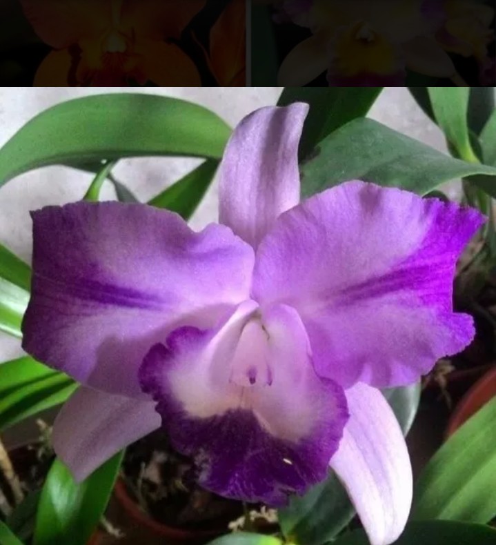 orquídea