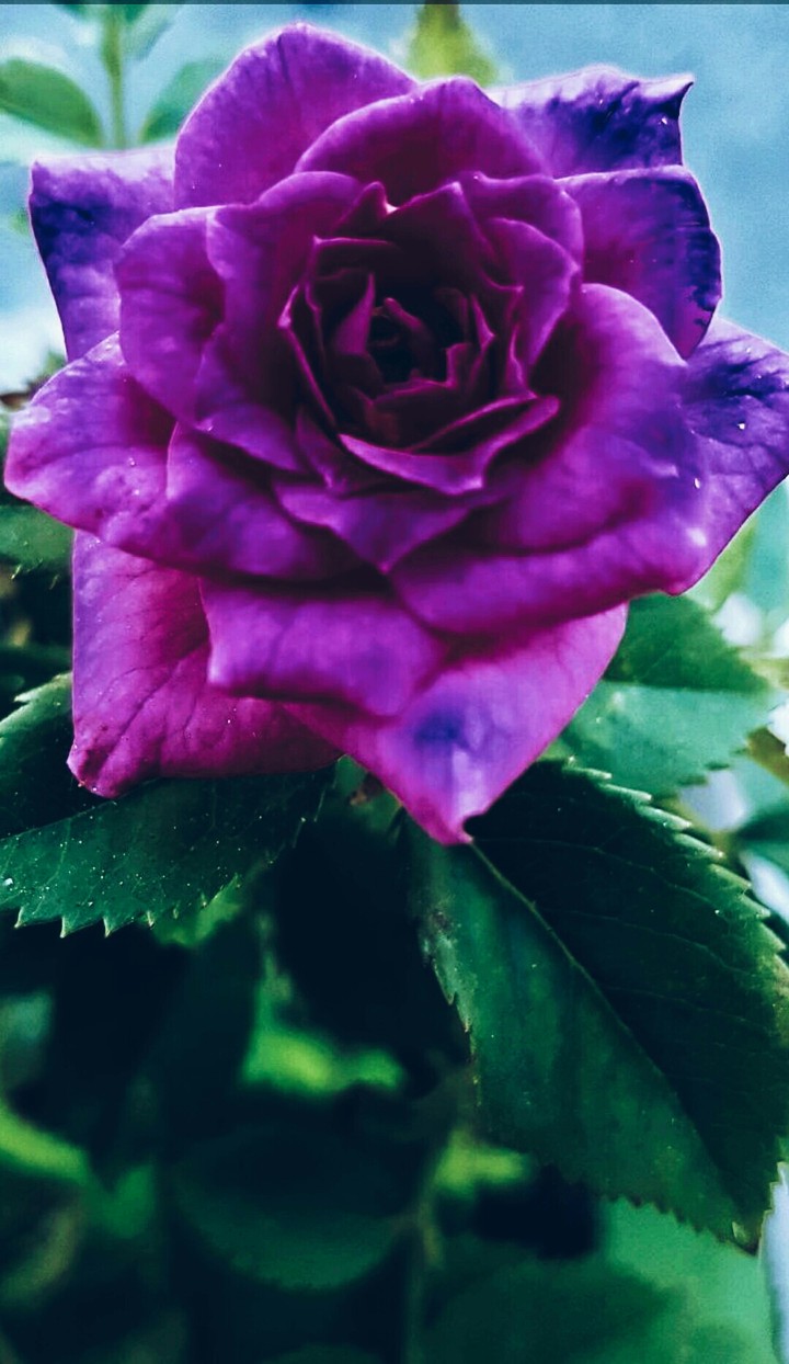 Rose