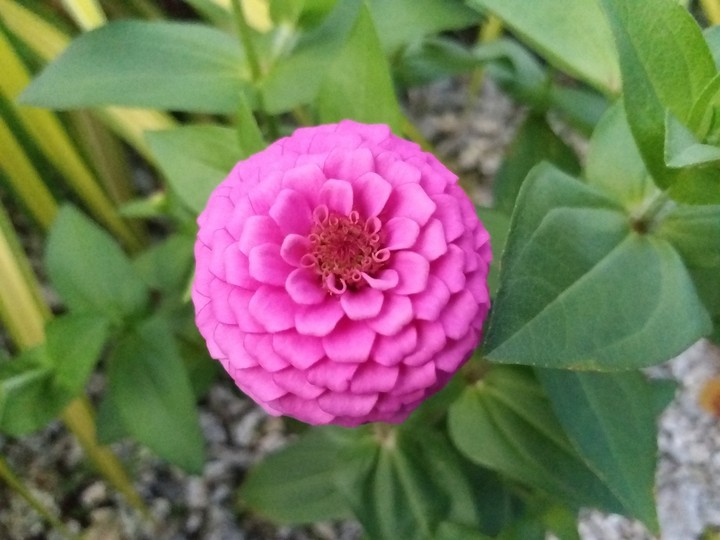 pinky