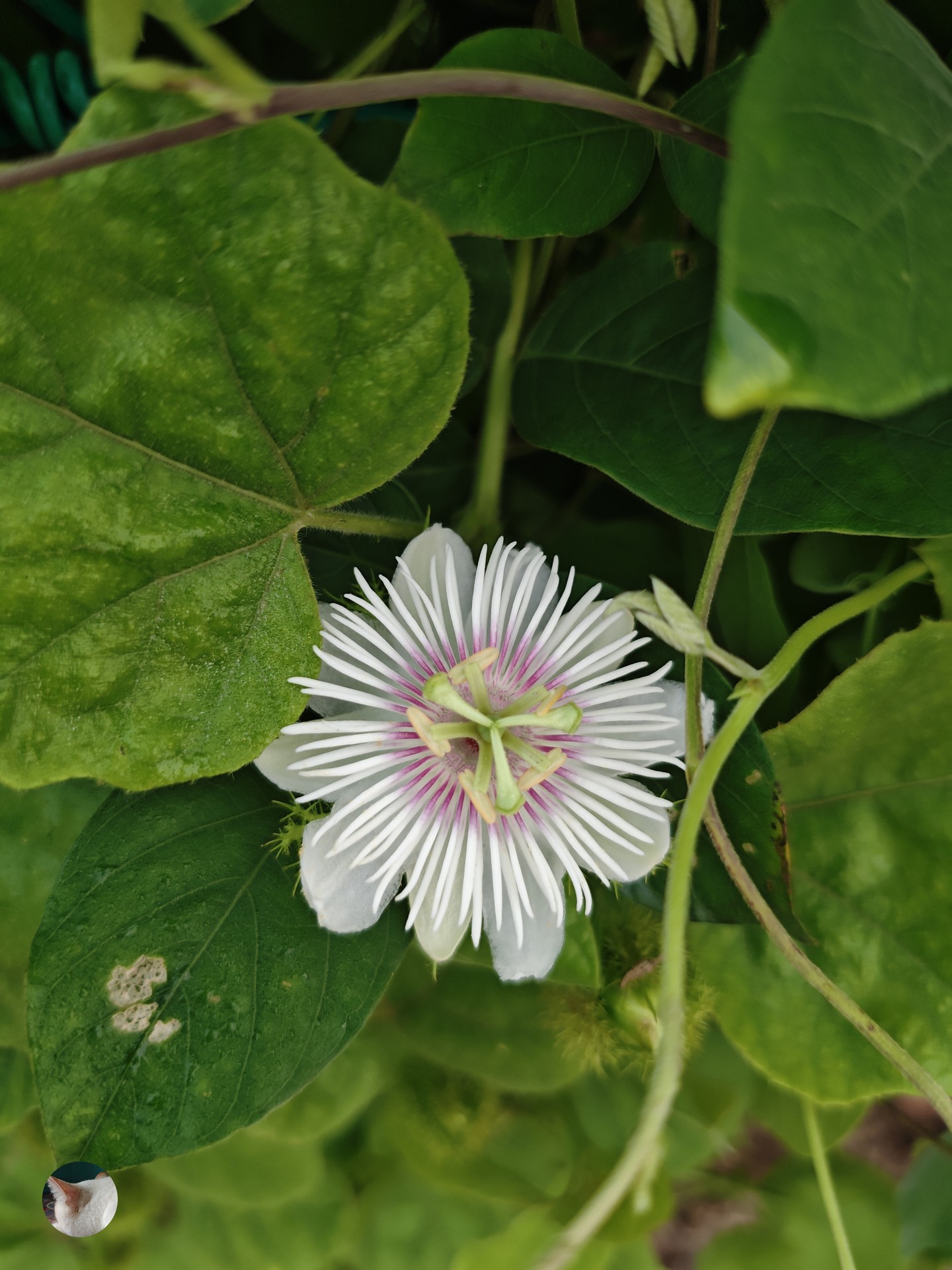 רקעים dicotyledon, Pollen