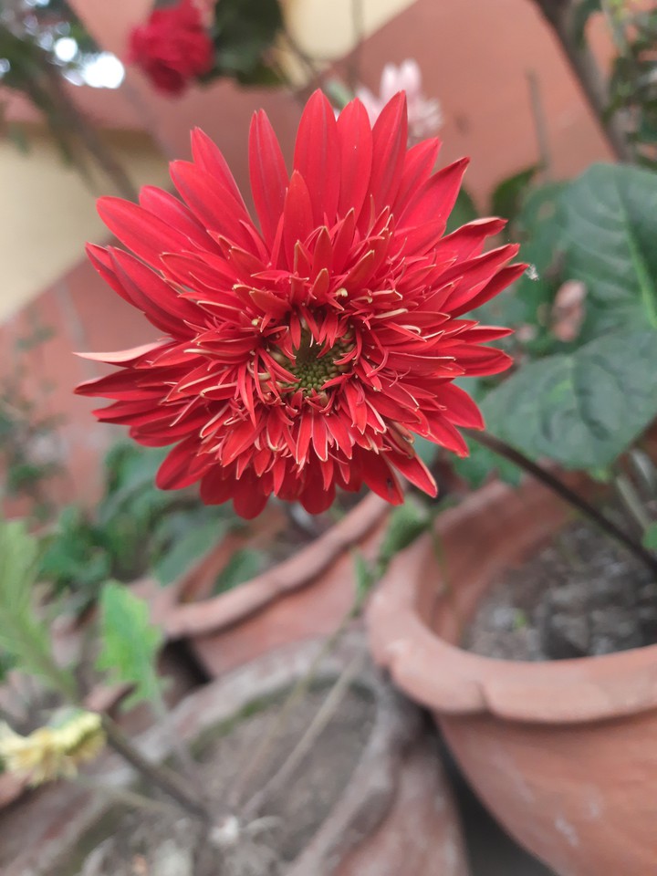 Red love