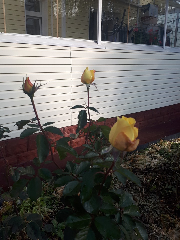 flowers
