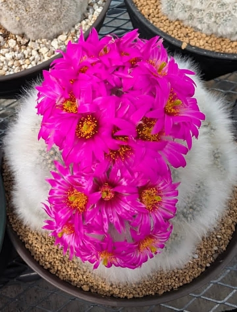بدون عنوان