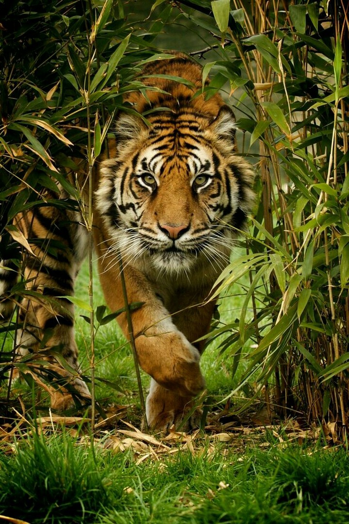 hermoso tigre.