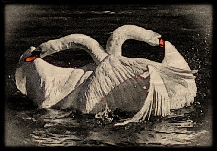 Swan
