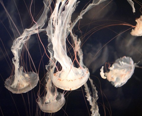 тапети bioluminescence, cnidaria